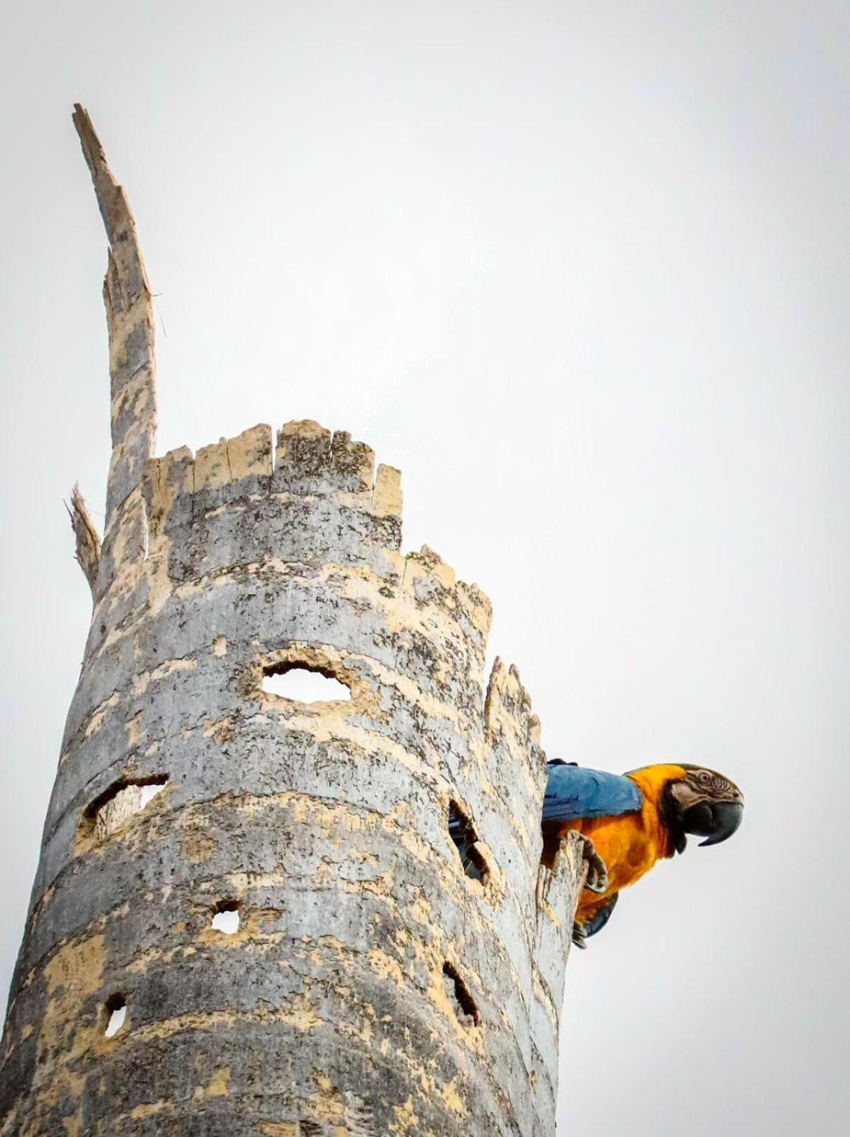 Hotel Toca Do Lobo Pirenópolis Exteriér fotografie